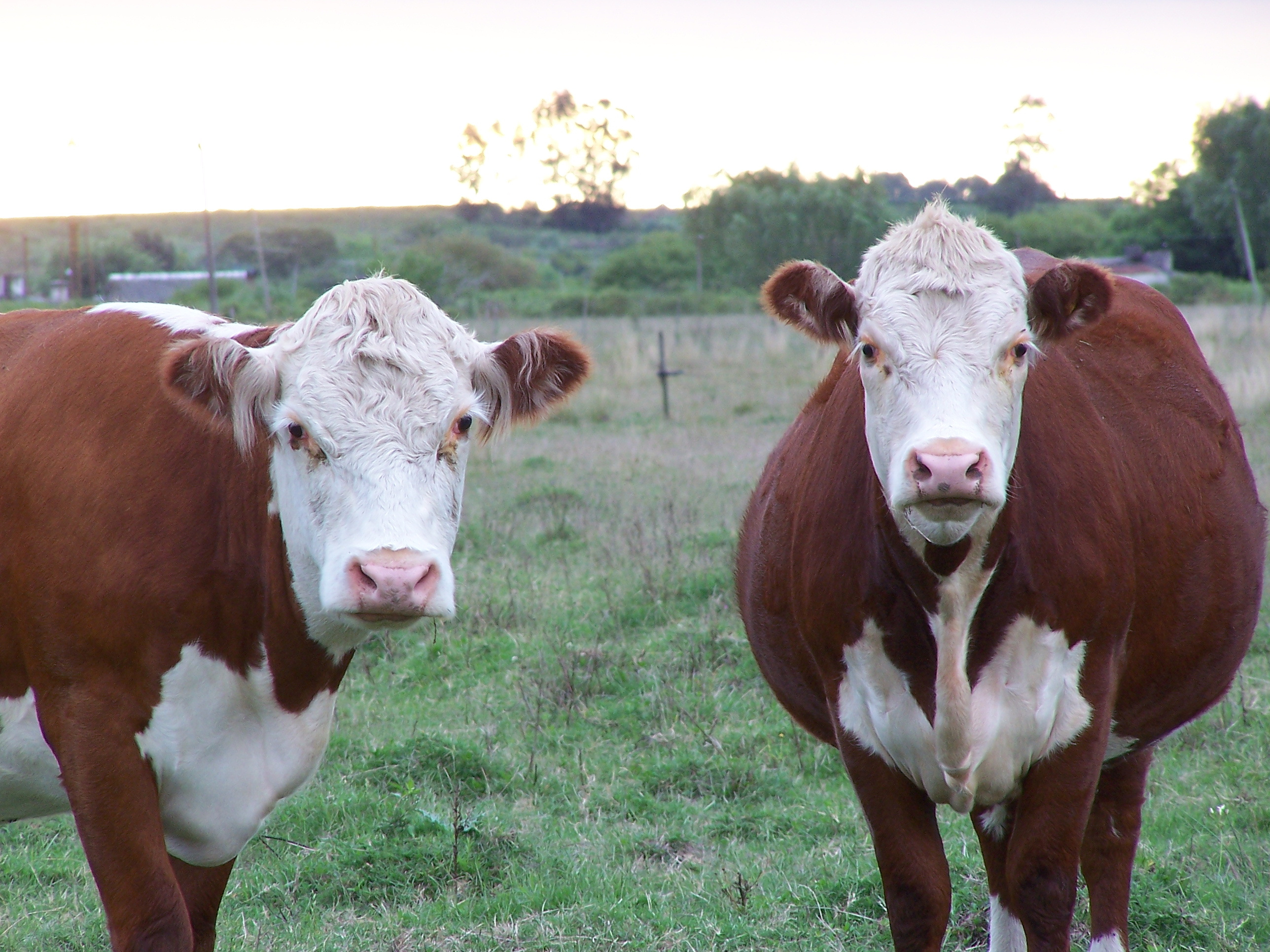 Hereford1